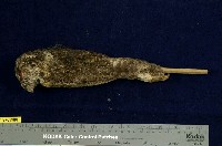 藏品(領角鴞)的圖片